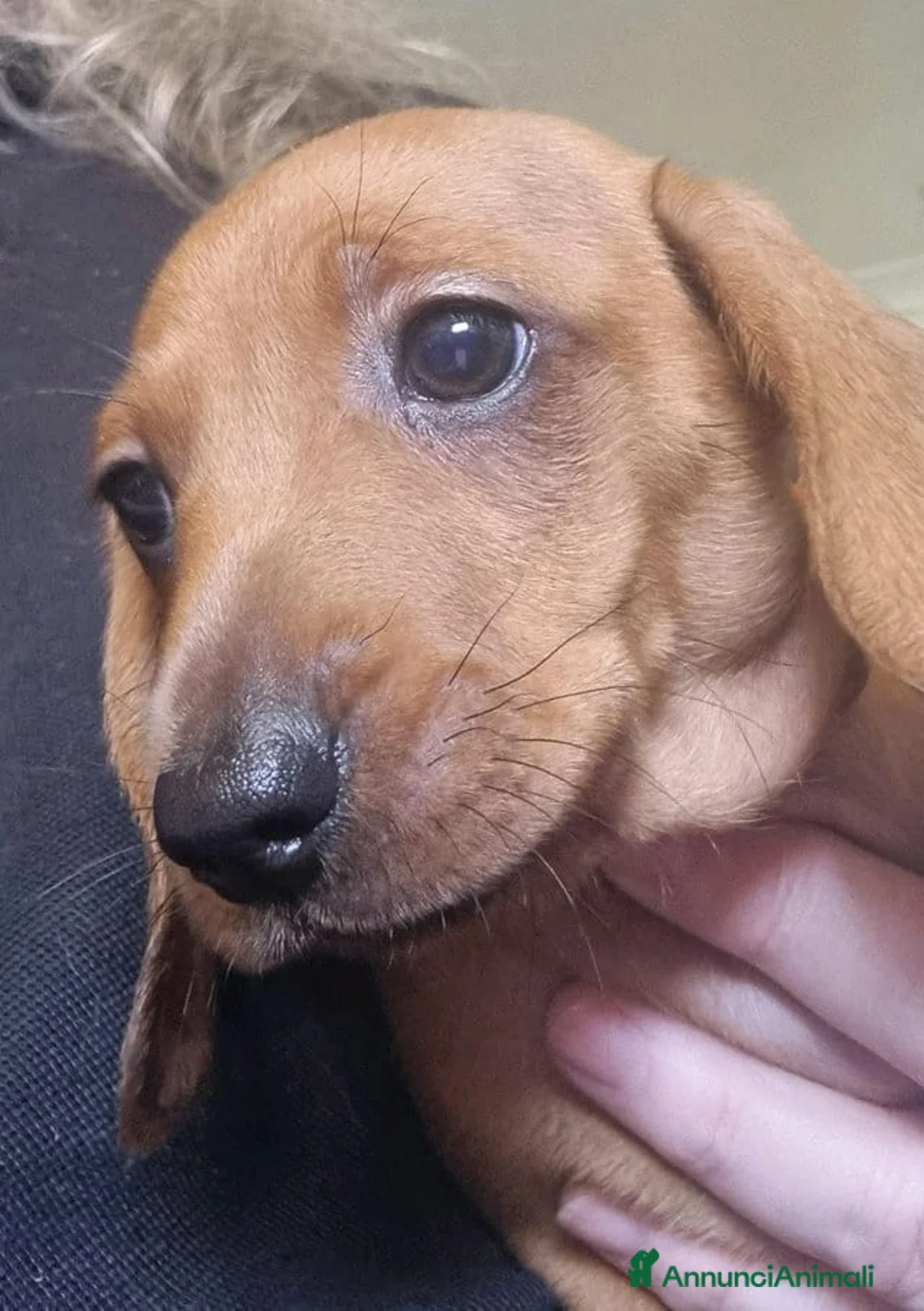 Bassotto cani in vendita: Cuccioli di Bassotto Nano a Città metropolitana di Roma Capitale - Annuncio 4