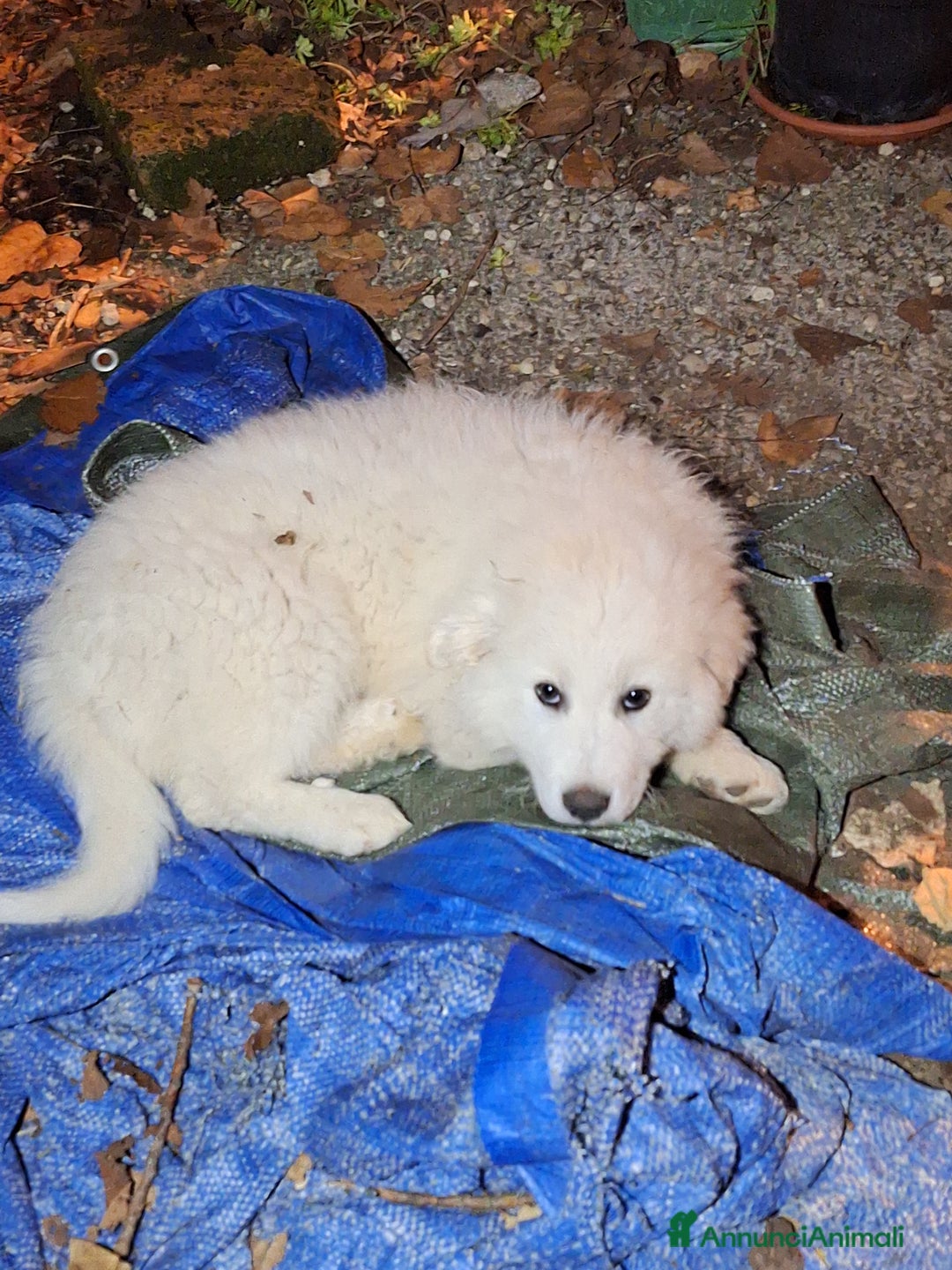 Pastore Maremmano cani in vendita: Cuccioli di pastore maremmano, 3 maschi, 1 femmina - Annuncio 3