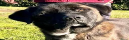 Meticcio cani in regalo: Simil Corso 5 anni - Annuncio 1