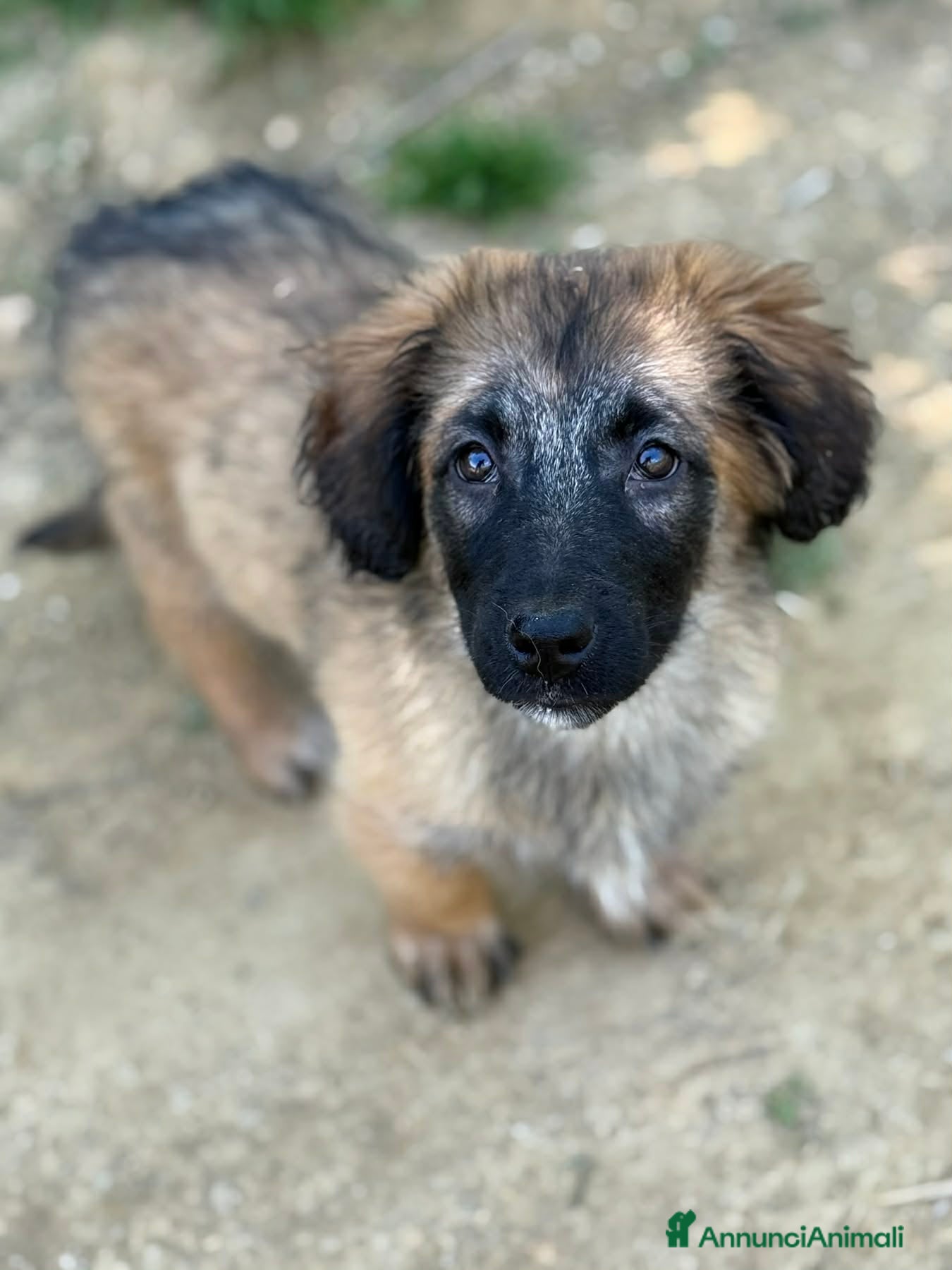 Meticcio cani in regalo: VERA, cucciola super DOLCE! Tg MEDIO PICCOLA - Annuncio 8