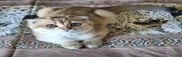 Scottish gatti in vendita: Gattini scottish con pedigree - Annuncio 9