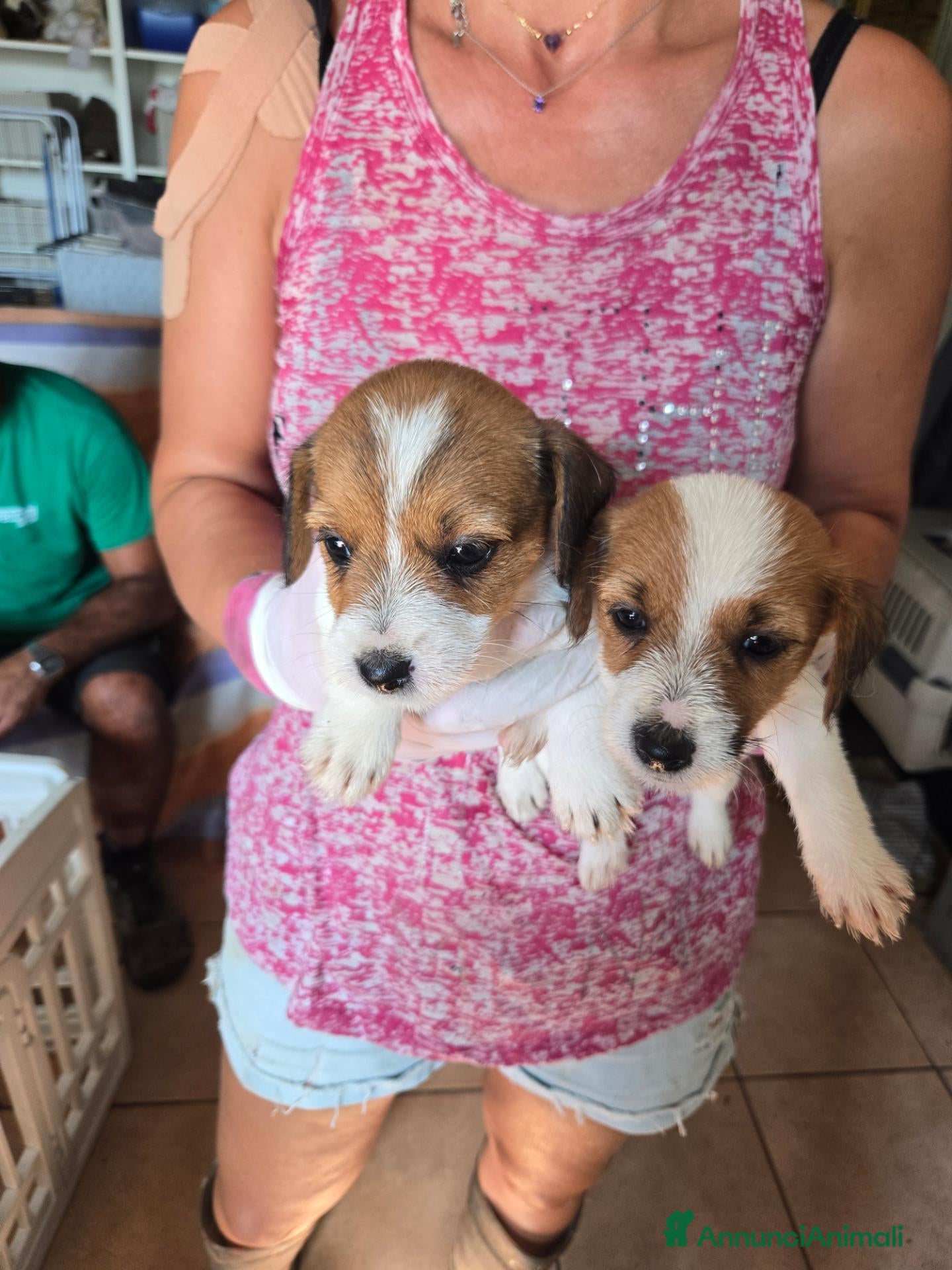 Jack Russell cani Cuccioli jack russell terrier pelo liscio e ruvido - Annuncio 2