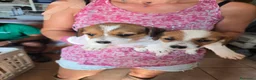 Jack Russell cani in vendita: Cuccioli jack russell terrier pelo liscio e ruvido - Annuncio 2