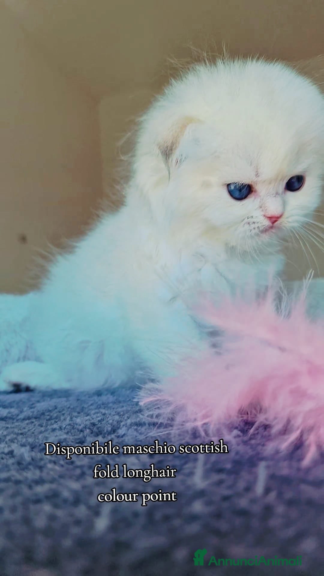 Scottish gatti Scottish Fold  - Annuncio 1