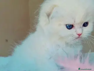 Scottish gatti Scottish Fold - Annuncio 1