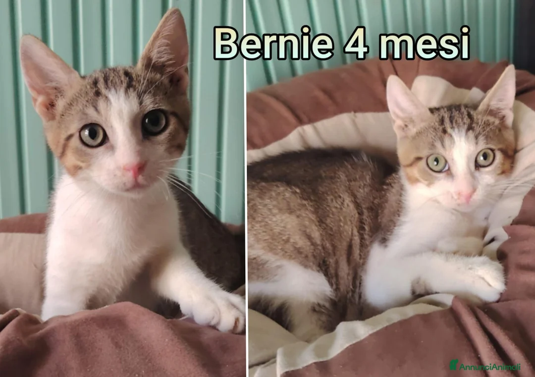 Altre razze gatti in regalo: Servono adozioni x questi micini  a Provincia di Modena - Annuncio 2