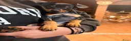 Pinscher Tedesco cani in vendita: Cuccioli di pincher a Città metropolitana di Messina - Annuncio 7