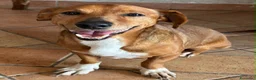 Meticcio cani in regalo: ADOTTA UN CUCCIOLO! a Provincia di Reggio Emilia - Annuncio 2