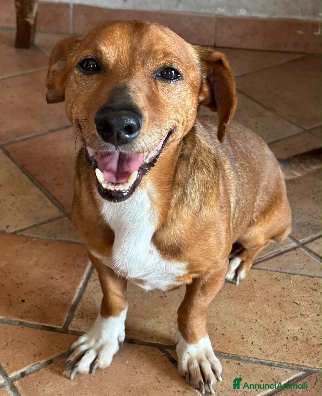 Meticcio cani in regalo: ADOTTA UN CUCCIOLO! a Provincia di Reggio Emilia - Annuncio 2