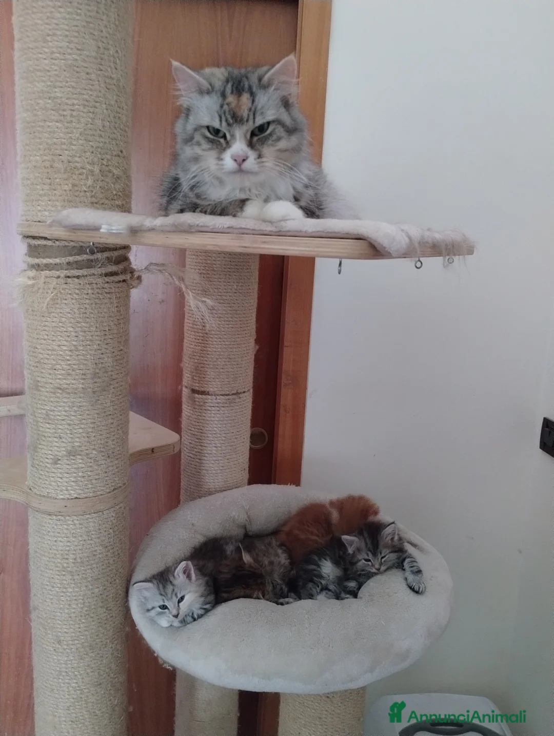Siberiano gatti in vendita: Cuccioli gatto siberiano disponibili - Annuncio 14