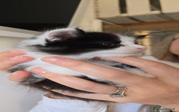 Maine Coon gatti in vendita: Ultimi 2 cuccioli maine coon pedigree Afef  - Immagine 3