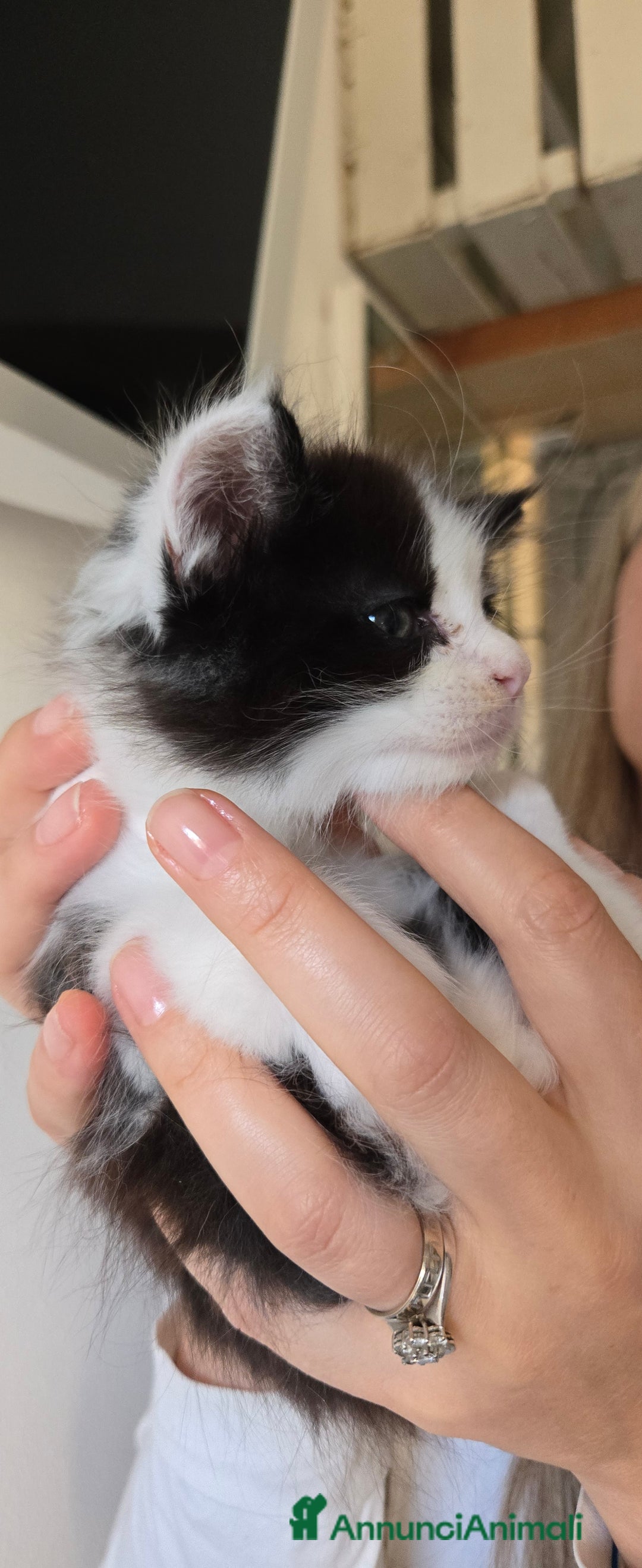 Maine Coon gatti in vendita: Ultimi 2 cuccioli maine coon pedigree Afef  - Immagine 3