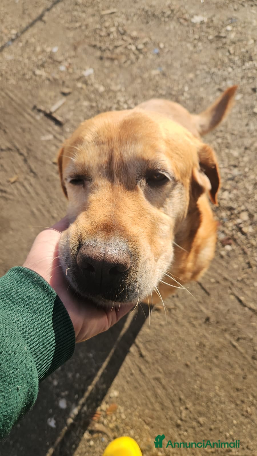 Labrador cani Paco: labrador retriever dolcissimo con tutti  - Annuncio 1