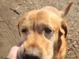 Labrador cani Paco: labrador retriever dolcissimo con tutti - Annuncio 2