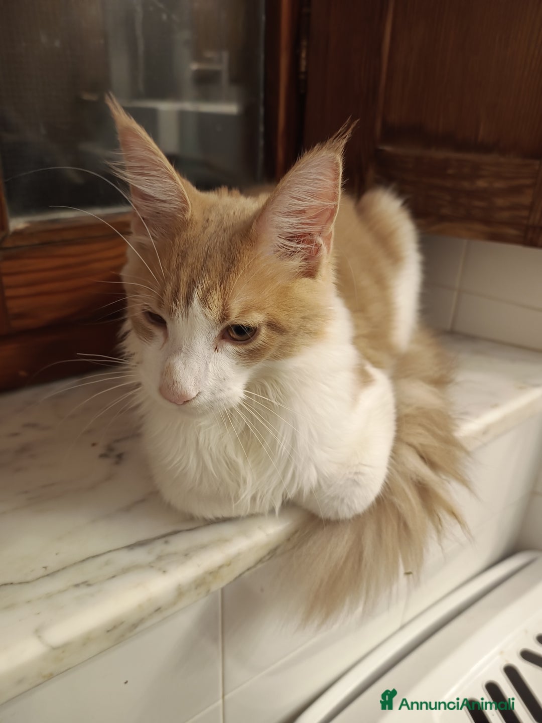 Maine Coon gatti in vendita: Gatti Maine coon - Annuncio 2