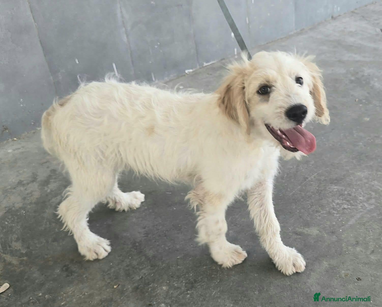Meticcio cani Oliver, 4 mesi, futuri 15/18 chili  - Annuncio 4