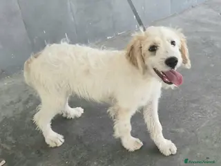 Meticcio cani Oliver, 4 mesi, futuri 15/18 chili - Annuncio 4