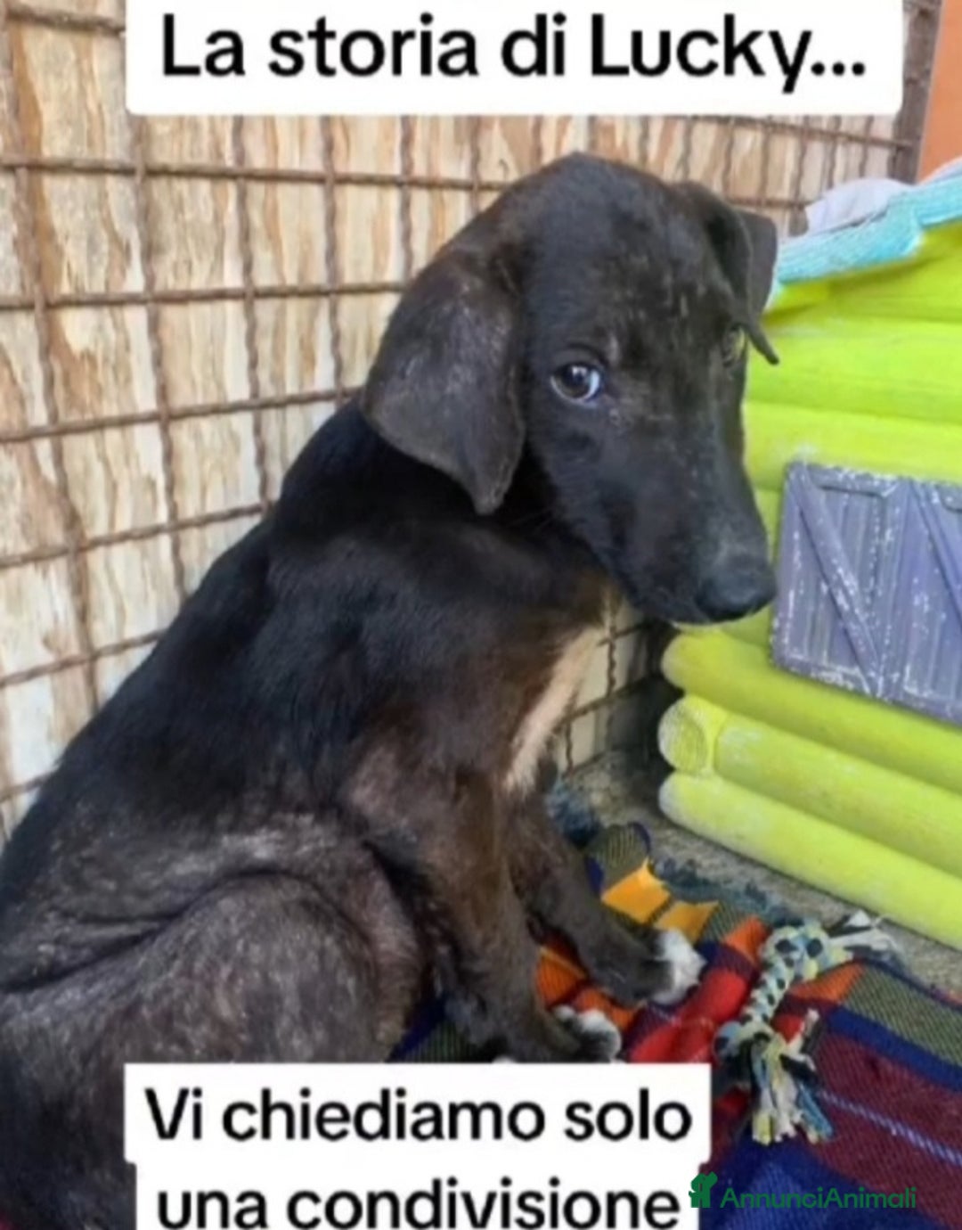 Meticcio cani in regalo: 11mesi,nero,tg media salito mesi fa a MILANO  a Città metropolitana di Milano - Annuncio 10