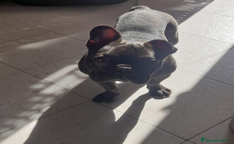 Bulldog cani a Città metropolitana di Palermo - Annuncio 6