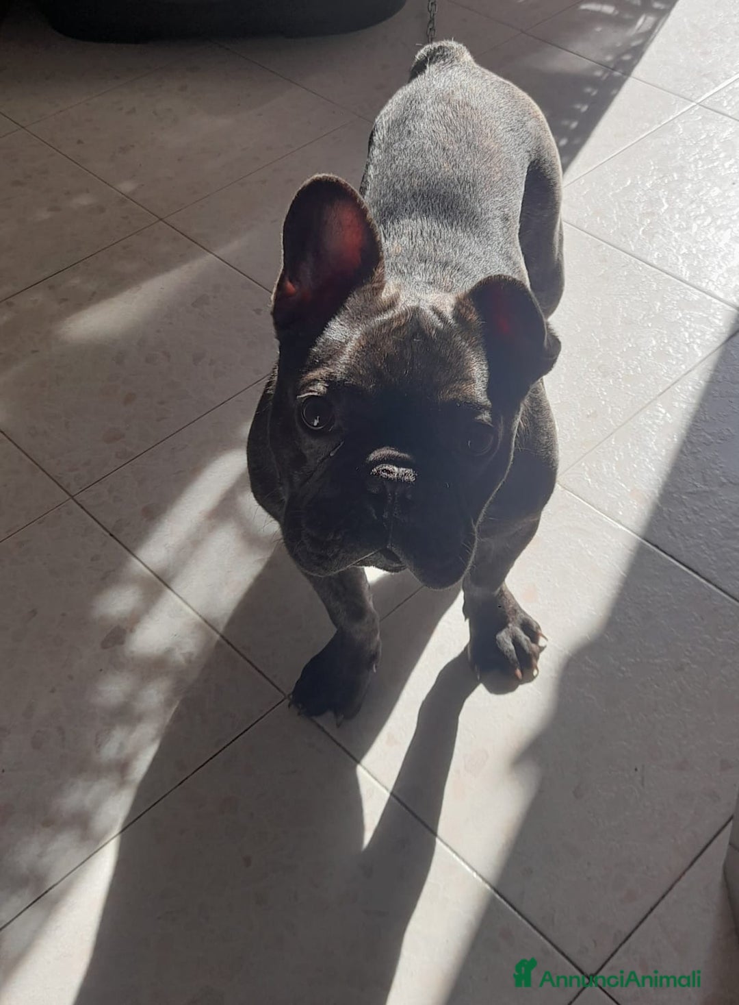 Bulldog cani in vendita: Buldog  a Città metropolitana di Palermo - Immagine 1