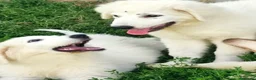 Pastore Abbruzzese Maremmano cani in vendita: Disponibili cuccioli di pastore maremmanoabruzzese - Annuncio 7