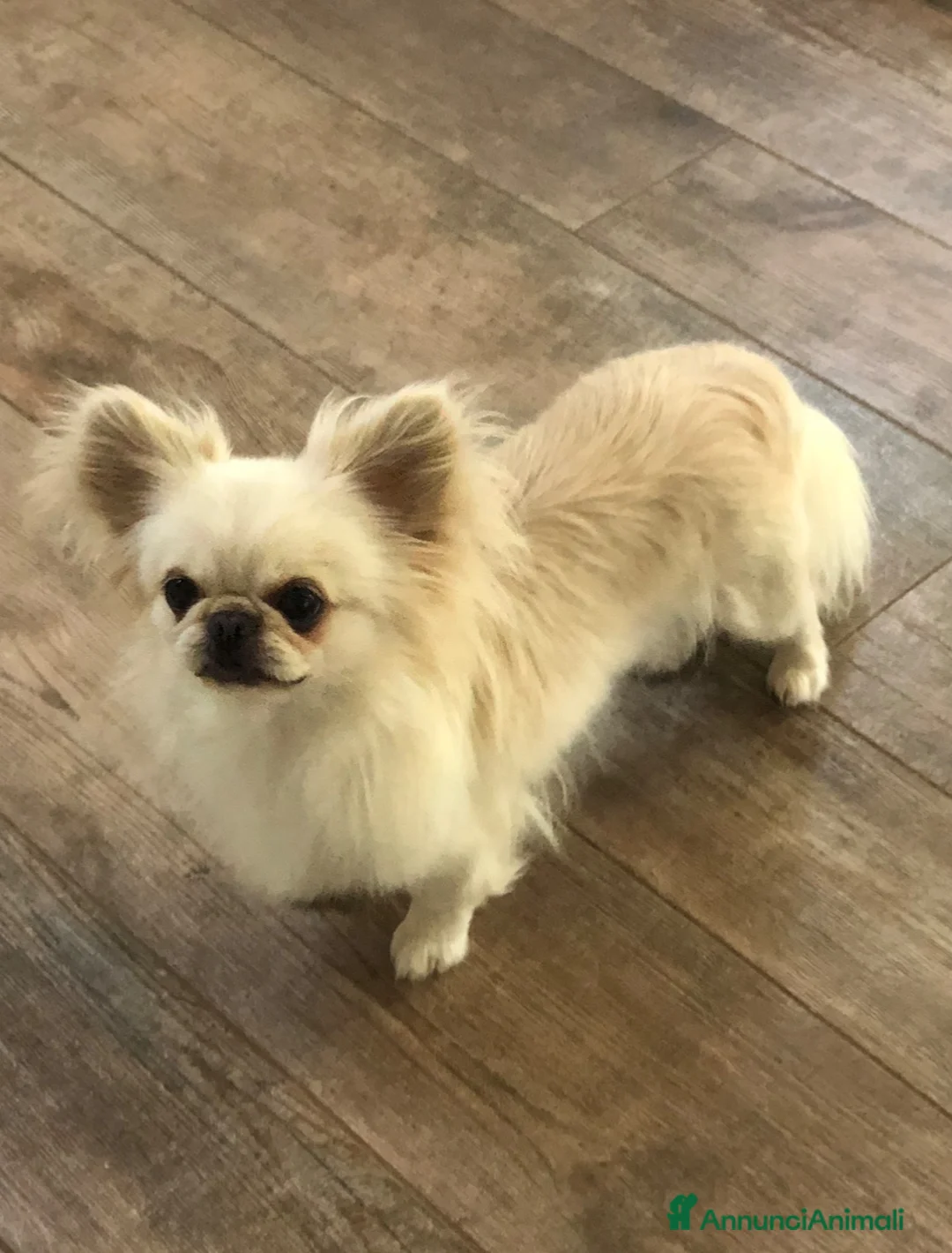 Chihuahua cani in vendita: Chihuahua femmina  - Annuncio 7