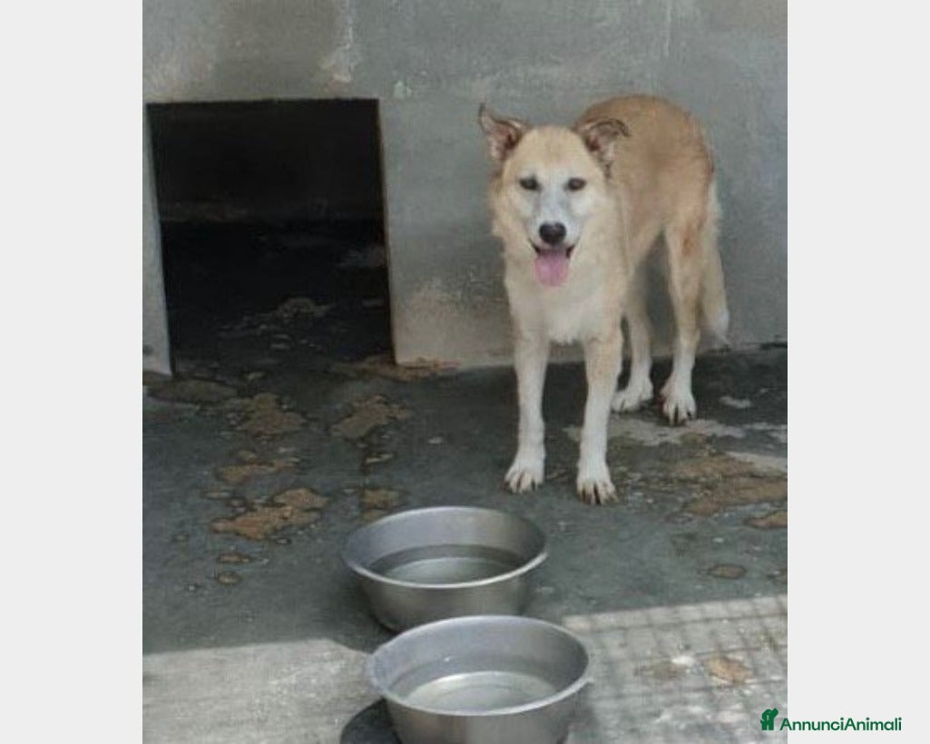 Meticcio cani Adulta mai 1carezza da mesi in canile PUGLIA a Milano - Annuncio 31