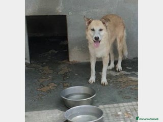 Meticcio cani Adulta mai 1carezza da mesi in canile PUGLIA a Milano - Annuncio 32