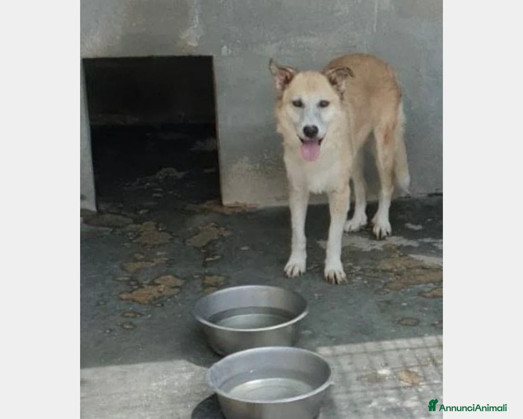 Meticcio cani in regalo: Adulta mai 1carezza da mesi in canile PUGLIA a Milano - Annuncio 1