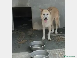 Meticcio cani Adulta mai 1carezza da mesi in canile PUGLIA a Milano - Annuncio 11