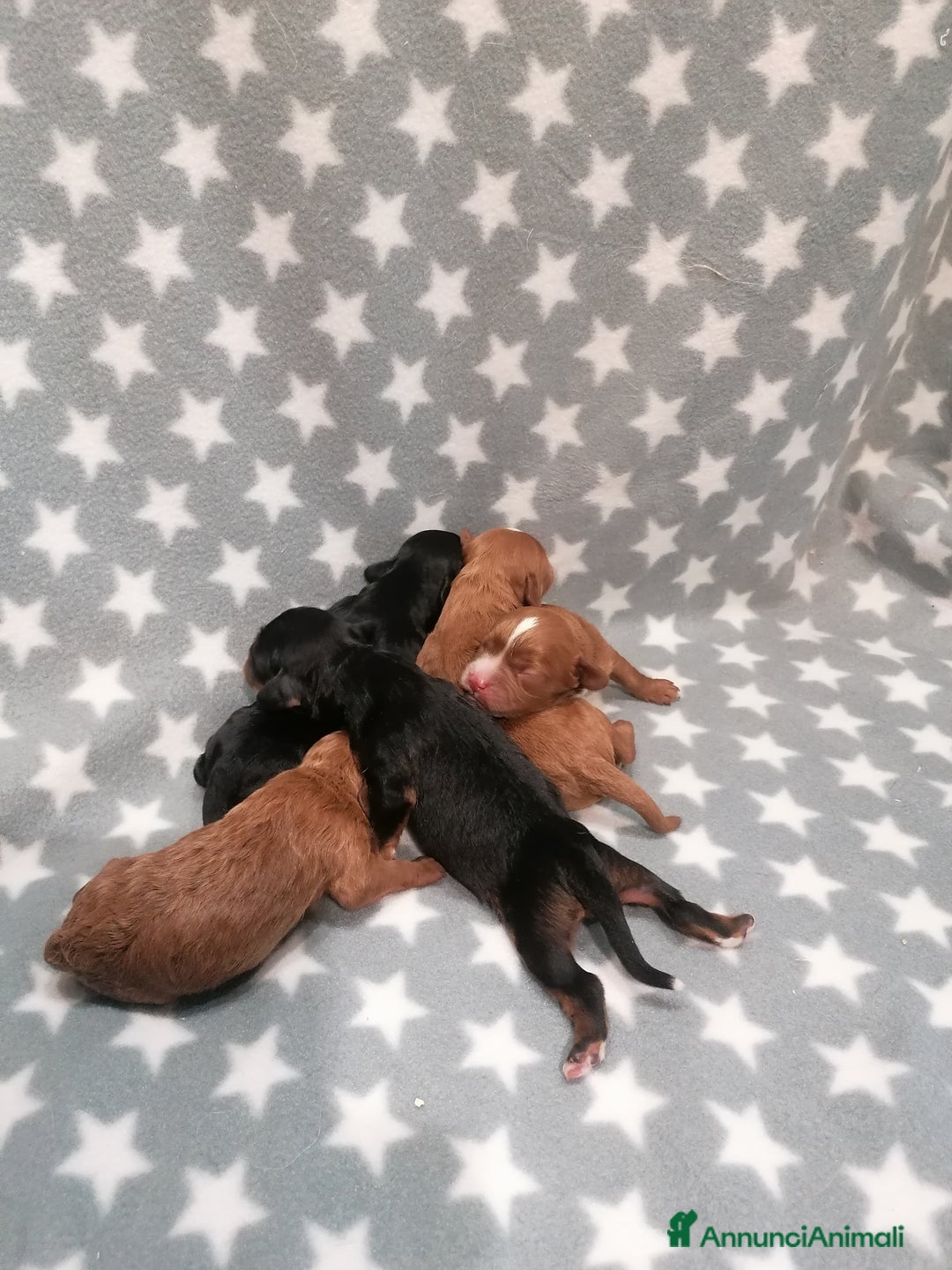 Meticcio cani in vendita: Cavapoo cuccioli - Annuncio 4