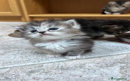 Siberiano gatti in vendita: Cuccioli gatto Siberiano Pedigree - Annuncio 6