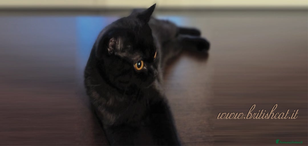 Immagine della galleria {{count}}