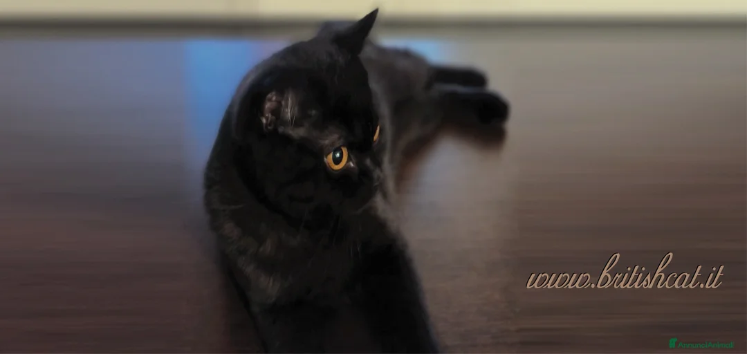 Immagine della galleria {{count}}