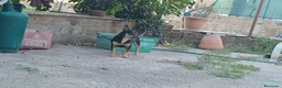 Meticcio cani in regalo: Triade di meticci - Annuncio 19