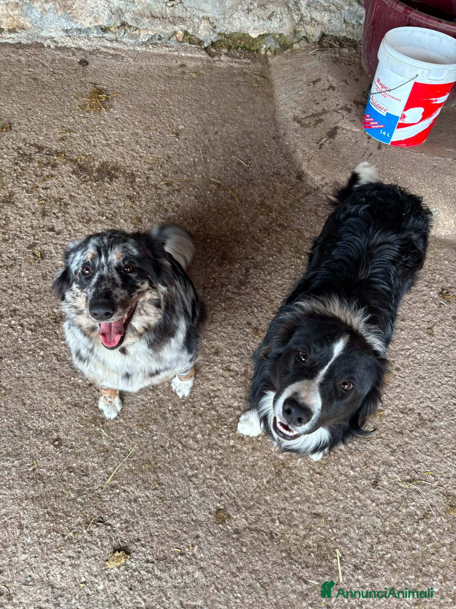 Meticcio cani Cuccioli pastore lagorai  - Annuncio 38