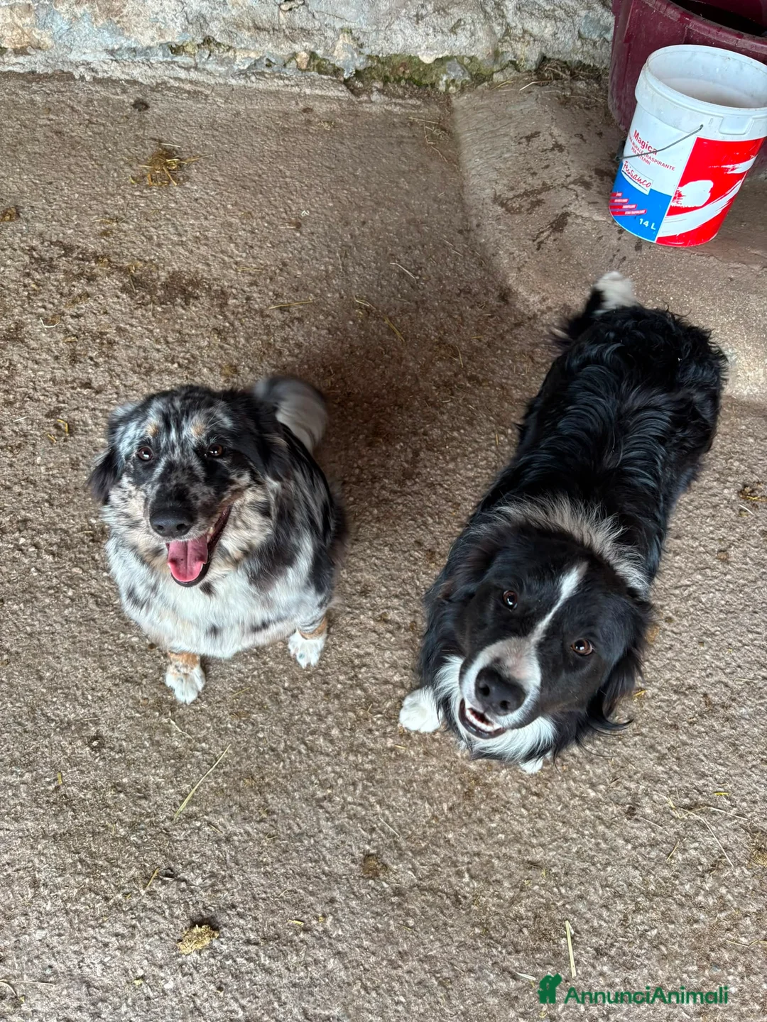 Meticcio cani in vendita: Cuccioli pastore lagorai  - Annuncio 1