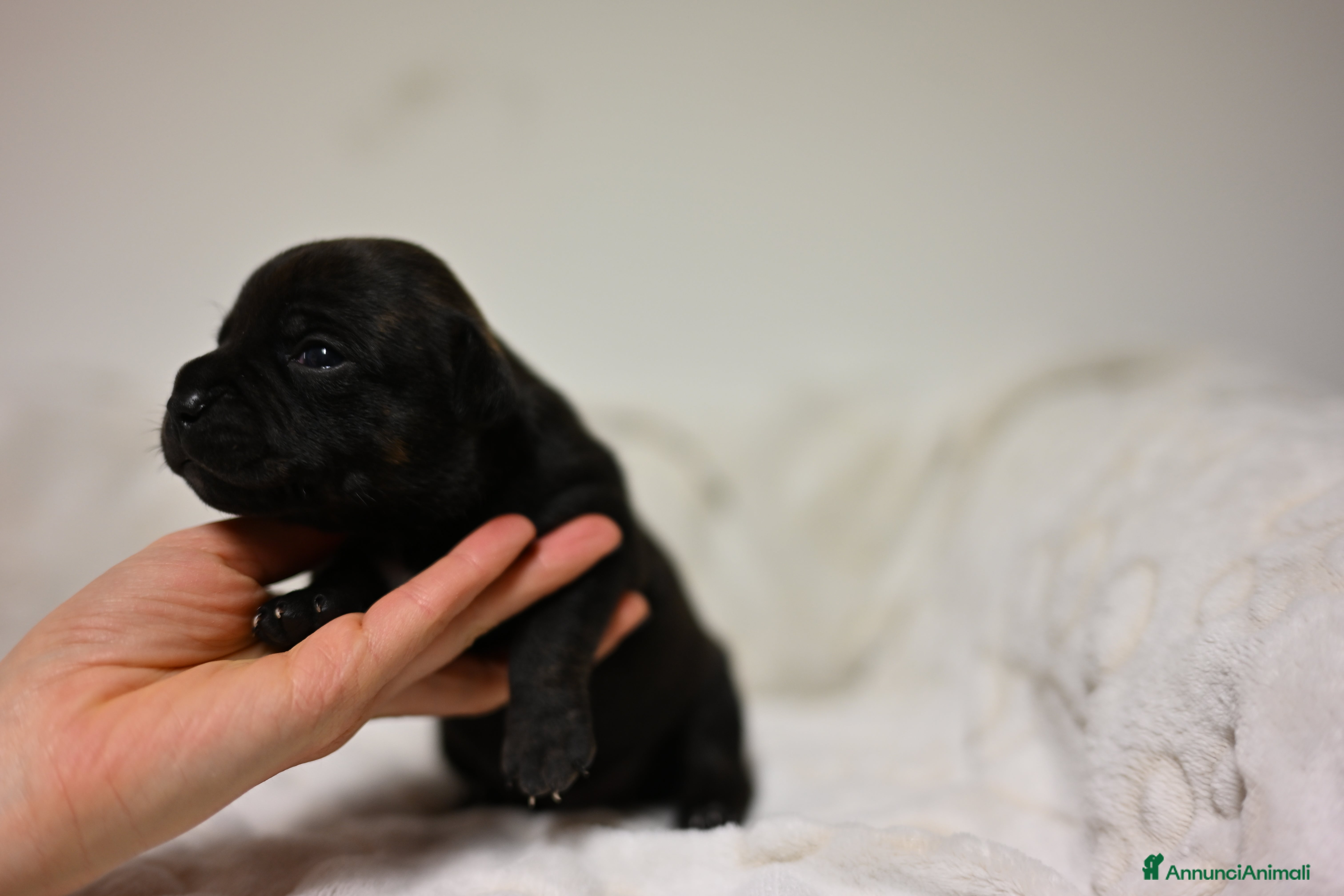 Staffordshire cani Cuccioli di Staffordshire Bull Terrier - Annuncio 2