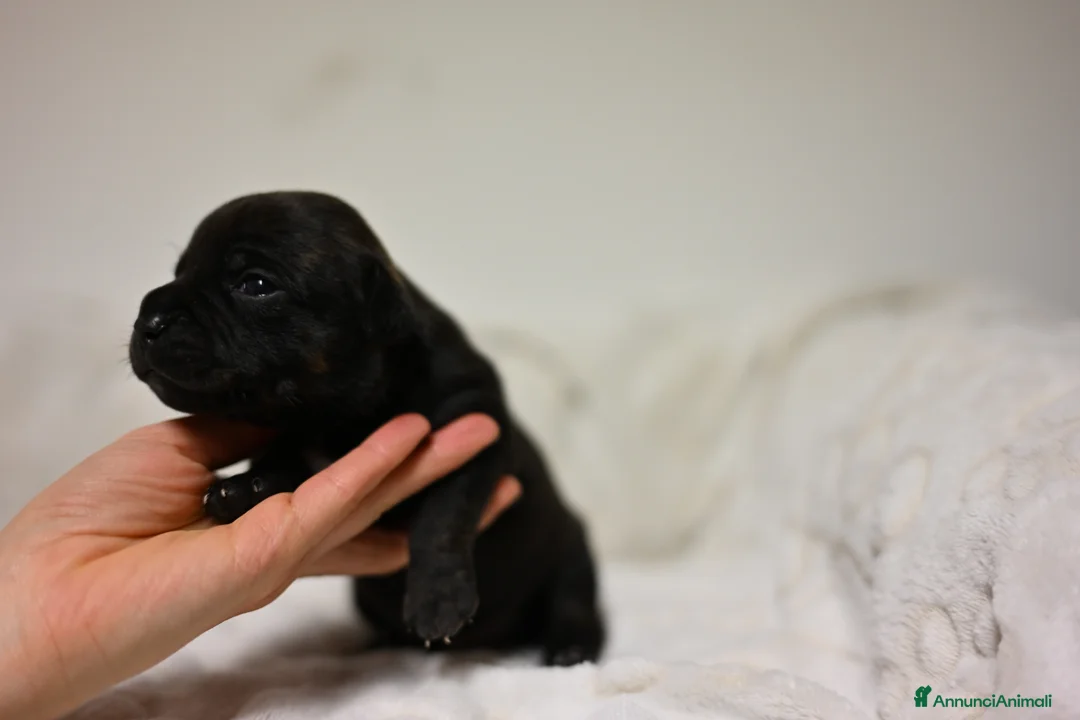 Staffordshire cani in vendita: Cuccioli di Staffordshire Bull Terrier - Annuncio 2
