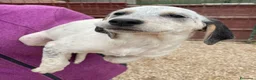 Meticcio cani in regalo: SIMPATICHE SORELLINE DI DUE MESI E MEZZO - Annuncio 15