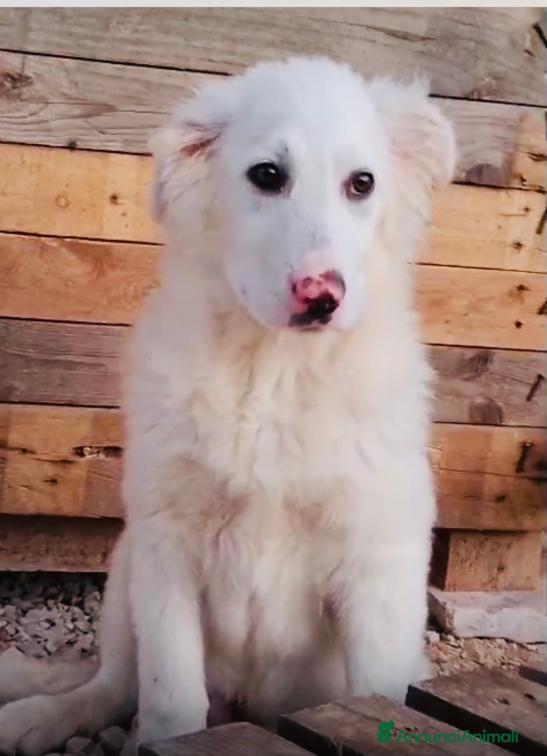 Meticcio cani in regalo: Cucciolo derivato Maremmano 3 mesi 1/2 - Annuncio 1