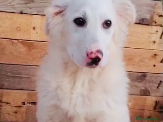 Meticcio cani Cucciolo derivato Maremmano 3 mesi 1/2 - Annuncio 1