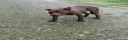 Pitbull cani in regalo: Bruno - Annuncio 3