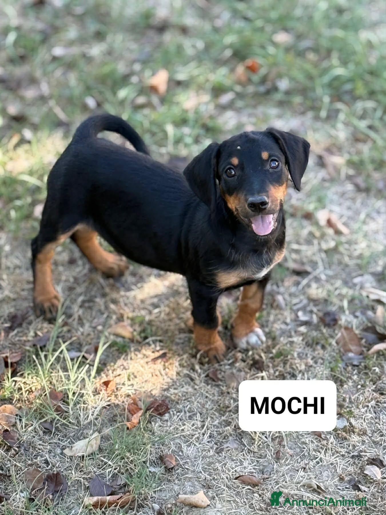 Bassotto cani MOCHI, mix bassotto di 3 mesi! Nanetto dolcissimo - Annuncio 17