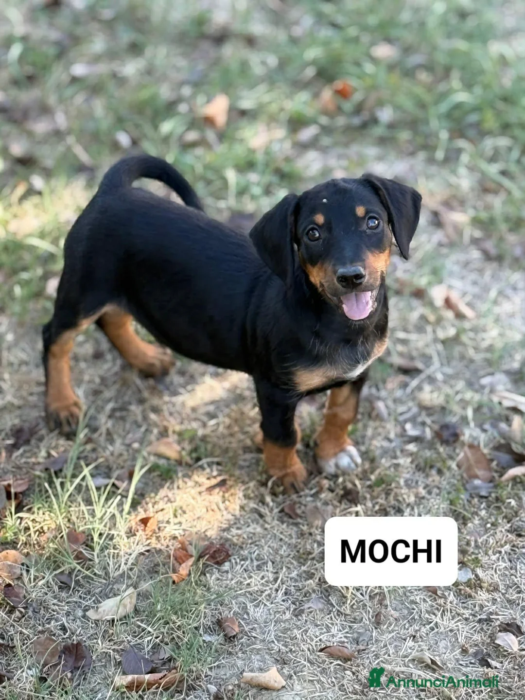 Bassotto cani in regalo: MOCHI, mix bassotto di 3 mesi! Nanetto dolcissimo - Annuncio 1