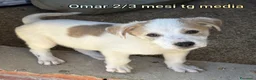 Meticcio cani in regalo: TANTI CUCCIOLI SOLI a Provincia di Vicenza - Annuncio 8