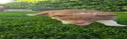 Border Collie cani in vendita: Border collie  - Annuncio 3