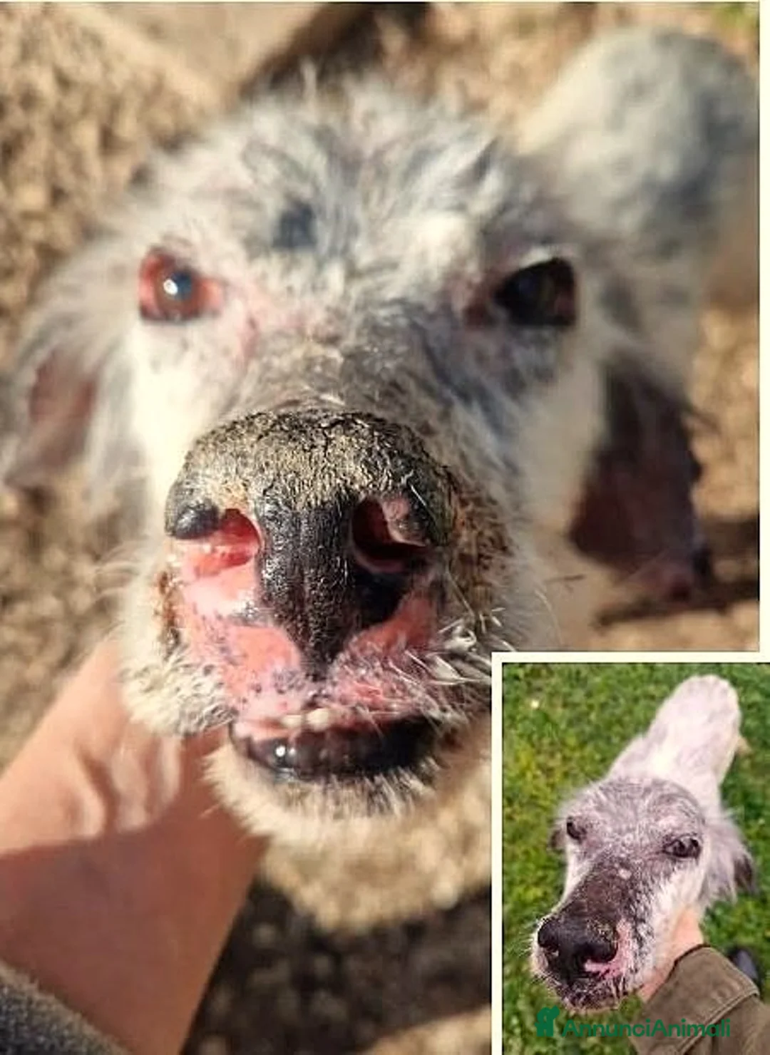 Setter Inglese cani in regalo: ADOZ.DEL💔:anziano malato naturalfinisce in canile - Annuncio 2