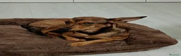 Meticcio cani in regalo: Regalo cucciolo  a Provincia di Bergamo - Annuncio 2