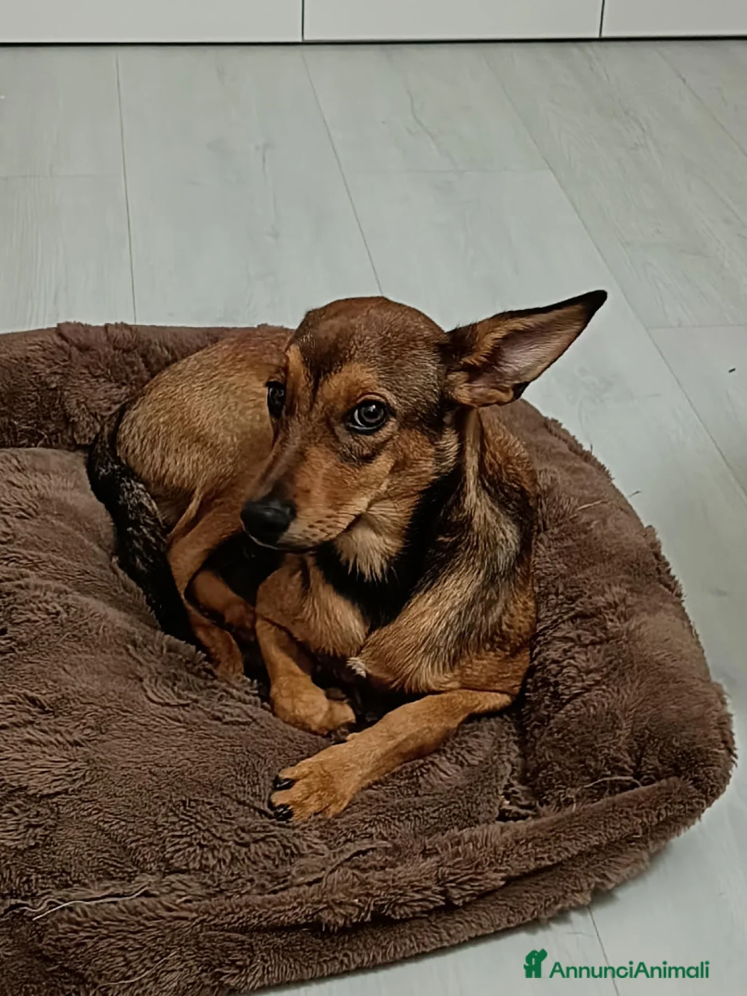 Meticcio cani in regalo: Regalo cucciolo  a Provincia di Bergamo - Annuncio 2